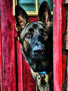 Waiting  Photograph by Stephen Dorton