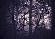 Waking Morning Photograph by Susan Maxwell Schmidt