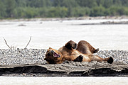 Waking up on the Sandbar Photograph by Cheryl Strahl Waking up on the Sandbar Photograph by Cheryl Strahl