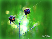 Wakodahatchee Flower 1 Photograph by David McKinney Wakodahatchee Flower 1 Photograph by David McKinney