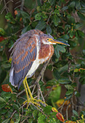 Wakodahatchee Wetlands Tricolored Heron Photograph by Juergen Roth Wakodahatchee Wetlands Tricolored Heron Photograph by Juergen Roth