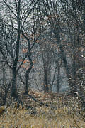 Walking the Path Photograph by Paul Vitko