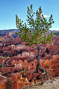 Walking Tree - Bryce Canyon Photograph by Nikolyn McDonald