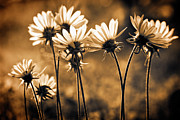 Warm and Sunny Photograph by Ursula Abresch