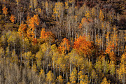 Warm Light On Distant Aspens Photograph by Denise Bush