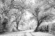 Warwickshire Winter Lane Photograph by Tim Gainey