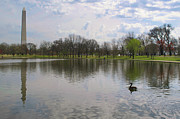 Washington Monument Swan Photograph by Matthew DeGrushe