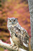Watchful Owl Photograph by Bentley Davis