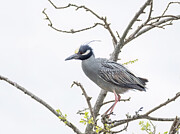 Watchful Yellow-crowned Night Heron Photograph by Kristia Adams