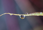 Water Drop on a Leaf Photograph by Amelia Pearn