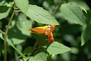 Water Droplet on a Leaf Photograph by John Twynam Water Droplet on a Leaf Photograph by John Twynam