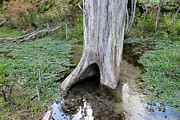 Tranquil Oasis - Serene Flow Around Nature's Tree Base Photograph by Brigitte Blanchette Thompson Tranquil Oasis - Serene Flow Around Nature's Tree Base Photograph by Brigitte Blanchette Thompson