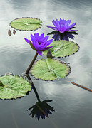 Water Lilies in Portrait Photograph by Cate Franklyn