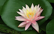 Water Lily #1 Photograph by Tina Uihlein