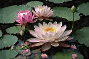 Water Lily in the pond digital oil painting Digital Art by Gerry Martinez Nature Wall Art Large Prints