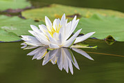 Water Lily Photograph by Paul Schultz Water Lily Photograph by Paul Schultz