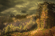 Watercolor Forest Light Photograph by Bill Posner