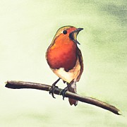 Watercolor Robin Painting by Shelly Pritchard