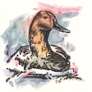 Waterfowl Winter Drawing by Greg Stender