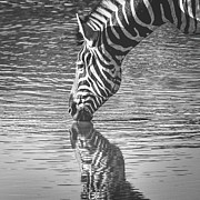 Watering hole Photograph by Robert Miller Watering hole Photograph by Robert Miller