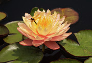 Waterlily Photograph by Minnie Gallman