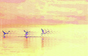 Waterwalkers-Flamingo Birds taking flight on the Ocean at Sunrise Mixed Media by Shelli Fitzpatrick Waterwalkers-Flamingo Birds taking flight on the Ocean at Sunrise Mixed Media by Shelli Fitzpatrick
