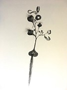 Watsonia cross Acacia Painting by Franci Hepburn