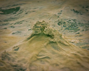 Wave Pose Photograph by Bill Posner