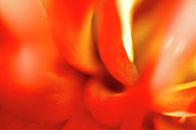 Waves of Petals Photograph by Tony Locke