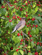 A Feast For the Eyes Photograph by Chris Scroggins