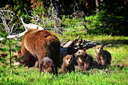 We Got Your Back Mom Photograph by Greg Norrell We Got Your Back Mom Photograph by Greg Norrell
