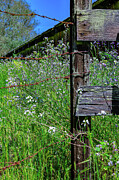 Weathered Fence Photograph by Curt Brashear