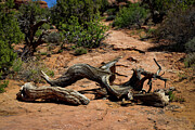 Weathered Tree Trunk on Rocky Hiking Path at Arches National Park, Utah Photograph by Brigitte Blanchette Thompson Weathered Tree Trunk on Rocky Hiking Path at Arches National Park, Utah Photograph by Brigitte Blanchette Thompson