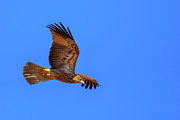 Wedge tailed Eagle flight Photograph by Benny Marty Wedge tailed Eagle flight Photograph by Benny Marty