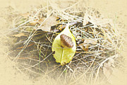 Wee Acorn on a Yellow Leaf Photograph by Bentley Davis Wee Acorn on a Yellow Leaf Photograph by Bentley Davis