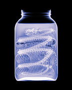 Western Diamondback -1 Photograph by Rob Graham Western Diamondback -1 Photograph by Rob Graham