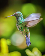 Female Steely-vented Hummingbird Photograph by Adam Rainoff