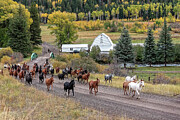 Western Ranch taking the herd to pasture Photograph by JBK Photo Art
