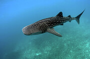 Whale Shark v1 Photograph by Robert Banach