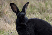 What Big Ears You Have Photograph by Peggy Collins