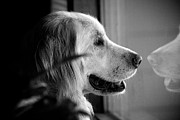 What Dogs Teach Us Photograph by Frank J Casella