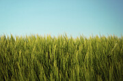 Wheat Photograph by Adrian Limani