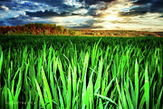 Wheat field Photograph by Dejan Travica