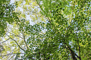 Whetstone Stray Trees Fall 14 Photograph by Edmund Peston