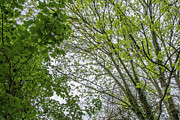 Whetstone Stray Trees Spring 1 Photograph by Edmund Peston Whetstone Stray Trees Spring 1 Photograph by Edmund Peston