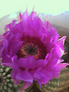 Whimsical Pink Cactus Flower Painting Mixed Media by Shelli Fitzpatrick Whimsical Pink Cactus Flower Painting Mixed Media by Shelli Fitzpatrick