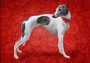 Whippet In Red Digital Art by Zelda Tessadori