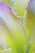 Whisper I Still Love You Photograph by Kathi Mirto