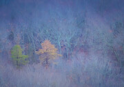 Whispers of Winter in Salem Woods Photograph by Jeff Folger