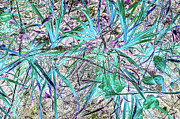 Whisps of Aqua Photograph by Missy Joy Whisps of Aqua Photograph by Missy Joy